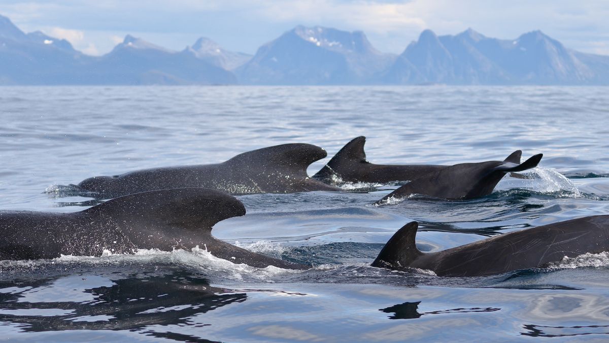 Pilot whale group passing the coast