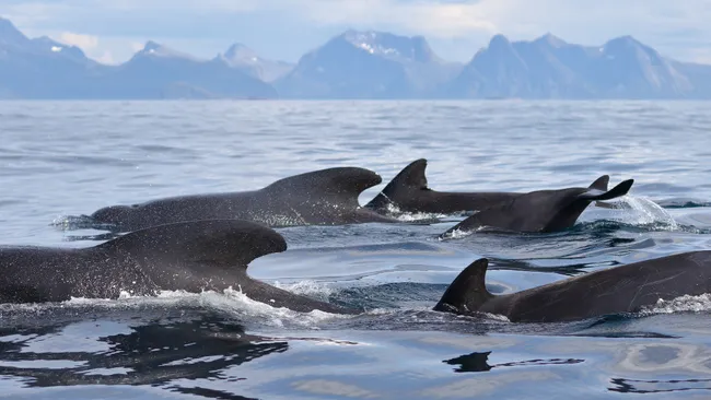 Anxious Atlantic rower films amazing footage of boat surrounded by a huge pod of whales