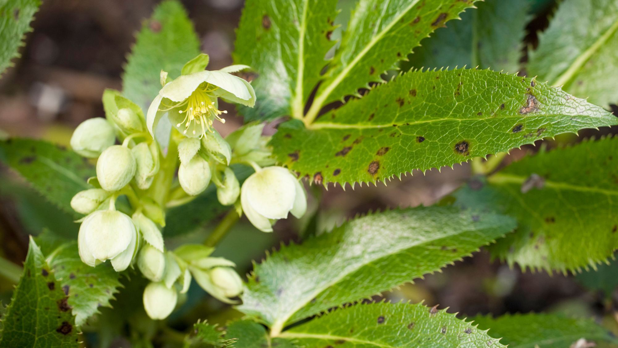 Hellebores showing leaf spot