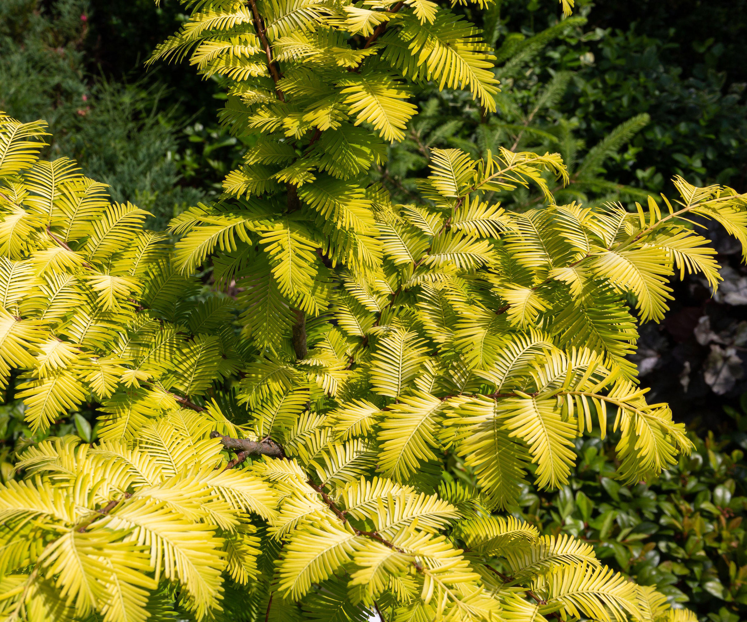 dawn redwood tree with bright yellow green feathery leaves