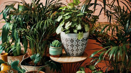 Indoor plant display in front of a peach-colored wall