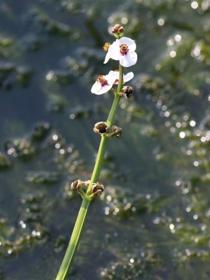 White Flowering Katniss Plant