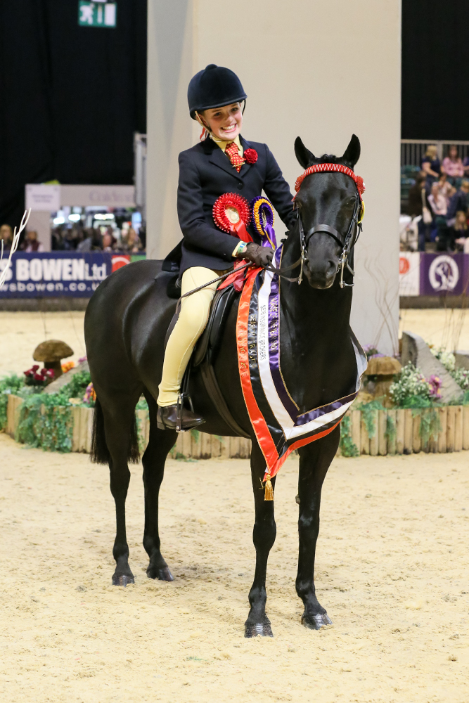 SFAS show pony Bertie Bassett