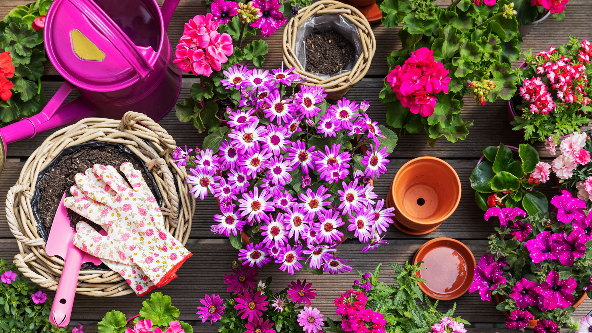table scene of plant pots, potting soil, pink flowers and gardening gloves