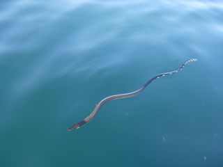 H. platurus, or the yellow-bellied sea snake, drifts along ocean currents and can live far out to sea.