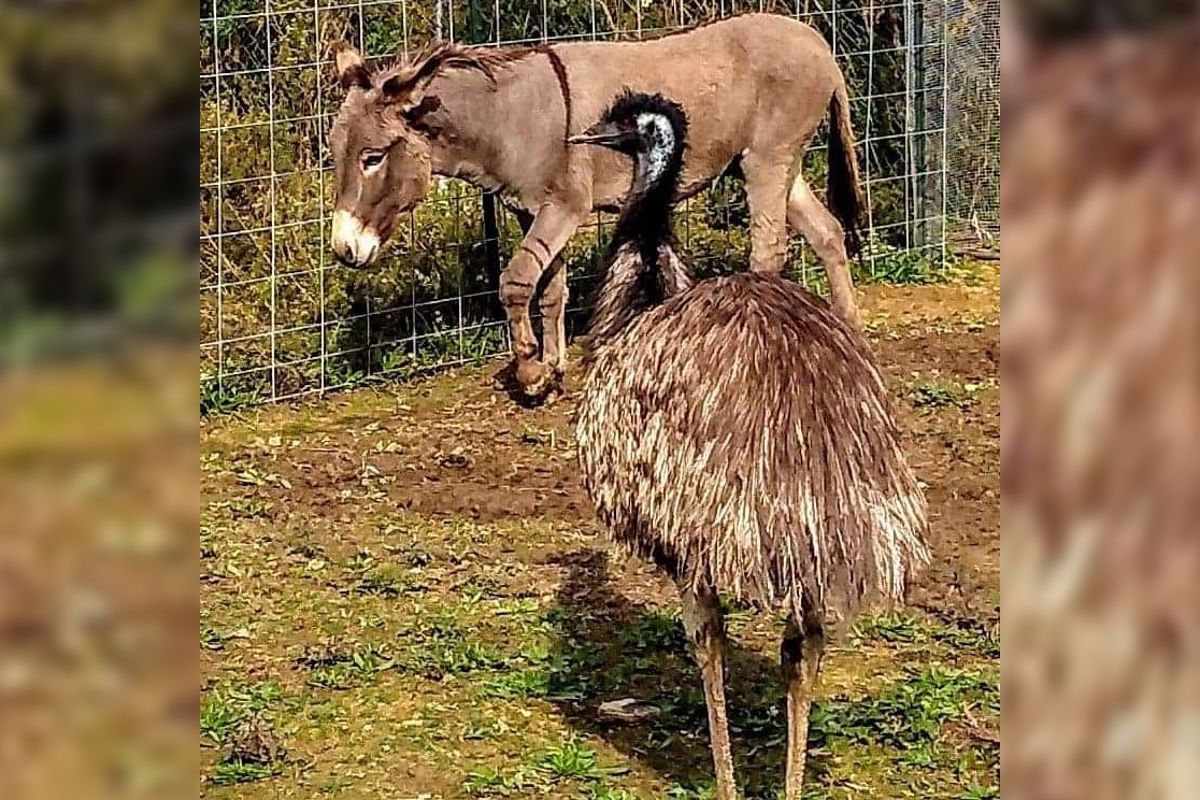 An emu and donkey at the Carolina Waterfowl Rescue have fallen in love.