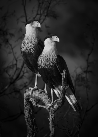 © Dinorah Graue Obscura, Mexico, Open Photographer of the Year, Natural World & Wildlife, 2023 Sony World Photography Awards