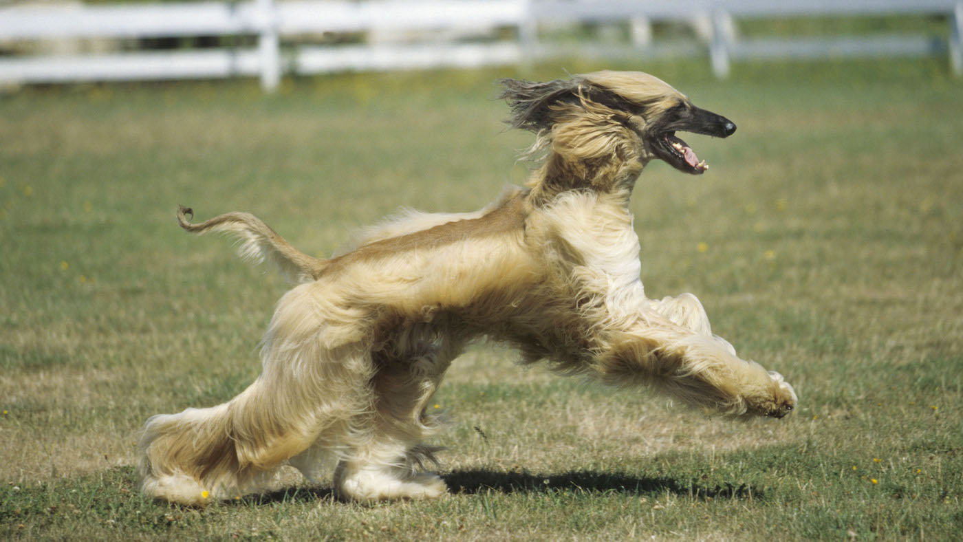 Afghan hound