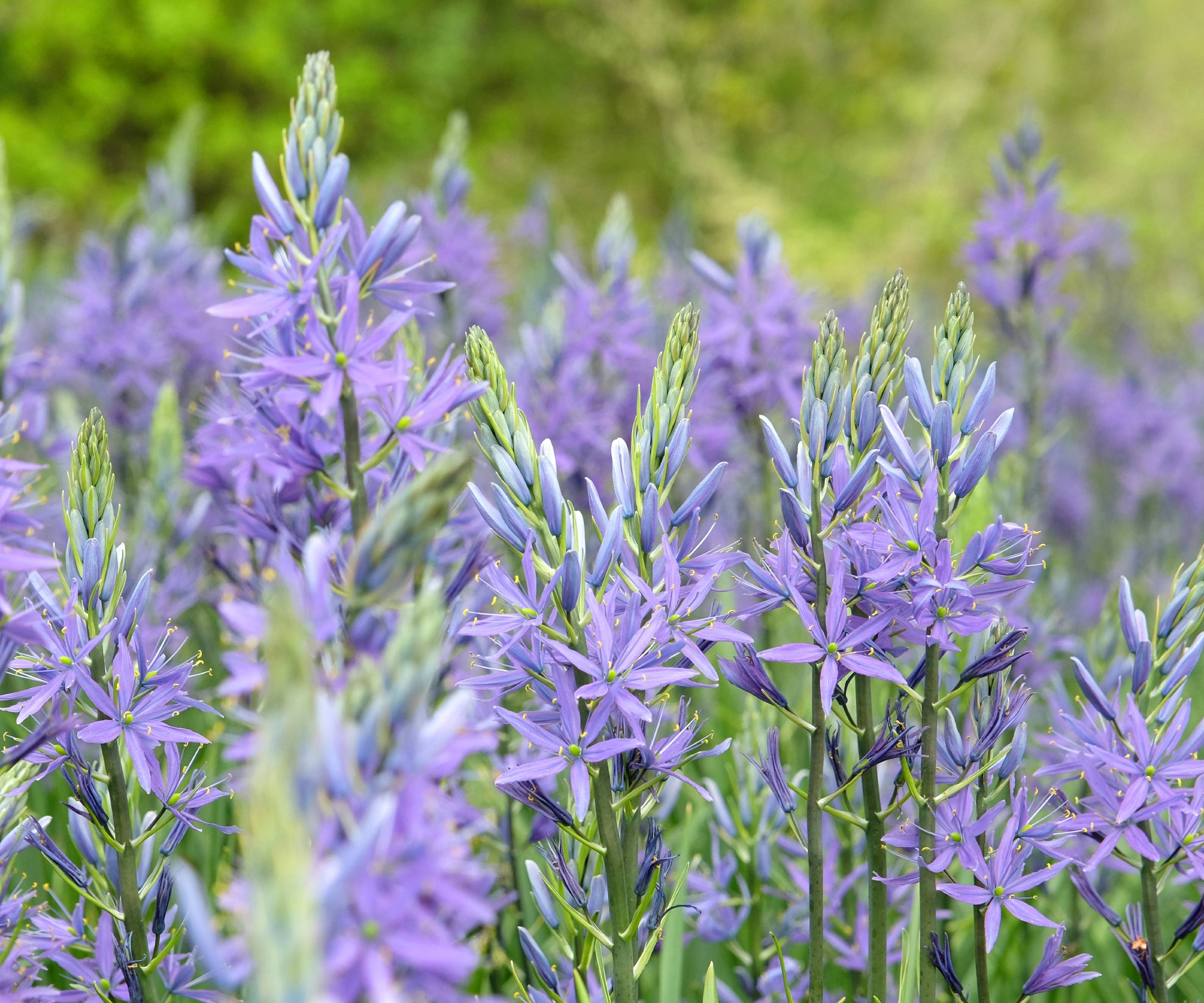 Light purple camas or camassia flowers