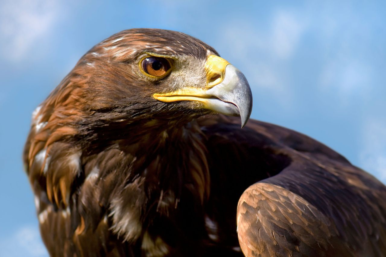 Close up shot of Golden Eagle taken in Scotland near Loch Lomond