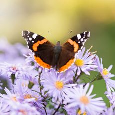 butterfly on asters