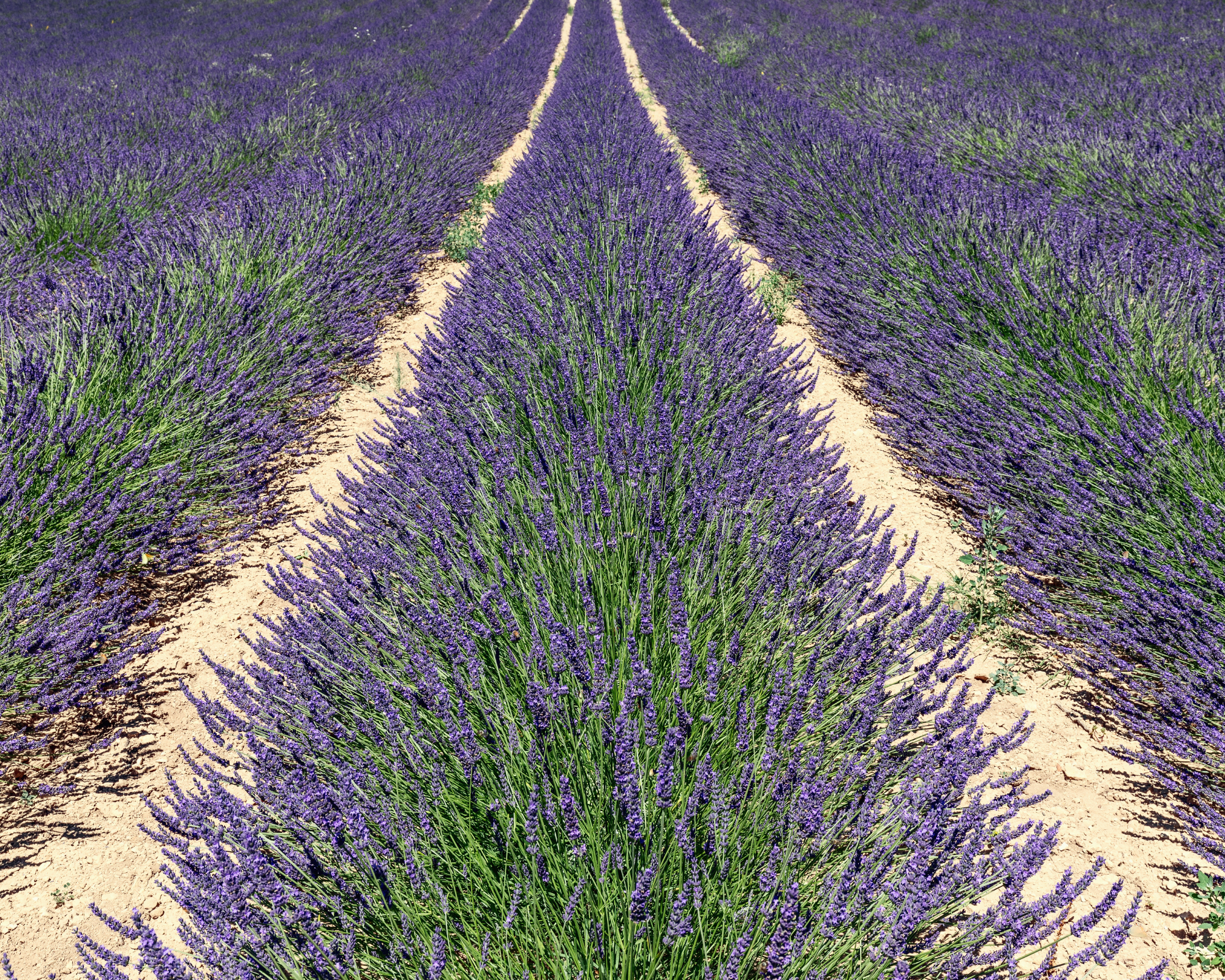rows of lavender growing in a lavender farm with a top dressing of gravel as a mulch