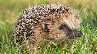 A photo of a hedgehog in the grass. 