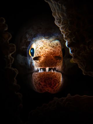 A moray eel peeks out from its hiding spot within a coral in Selakan Island, Malaysia