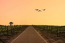 south africa wine harvest