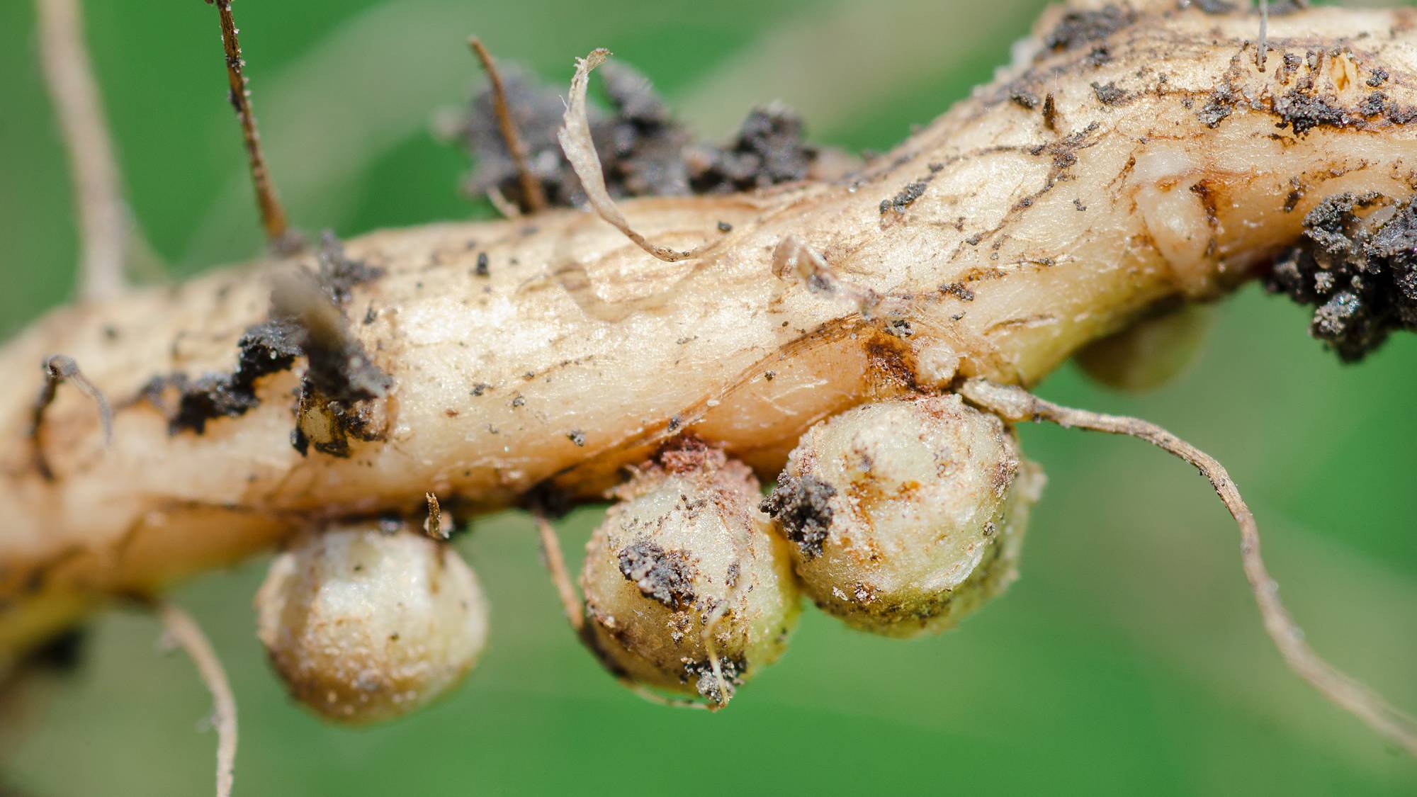 Nitrogen nodules on a soybean root