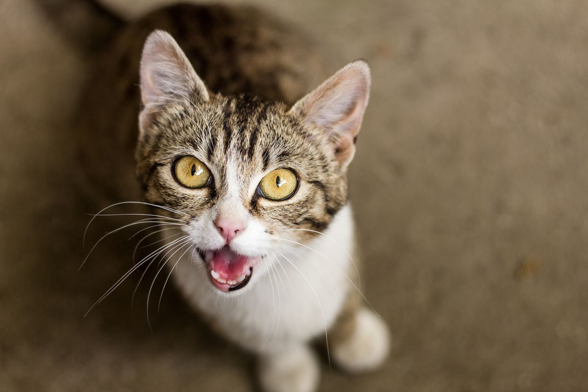 8 Common Cat Noises & What They Really Mean