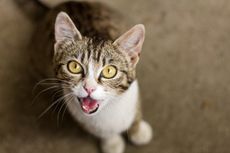 Meeooow!