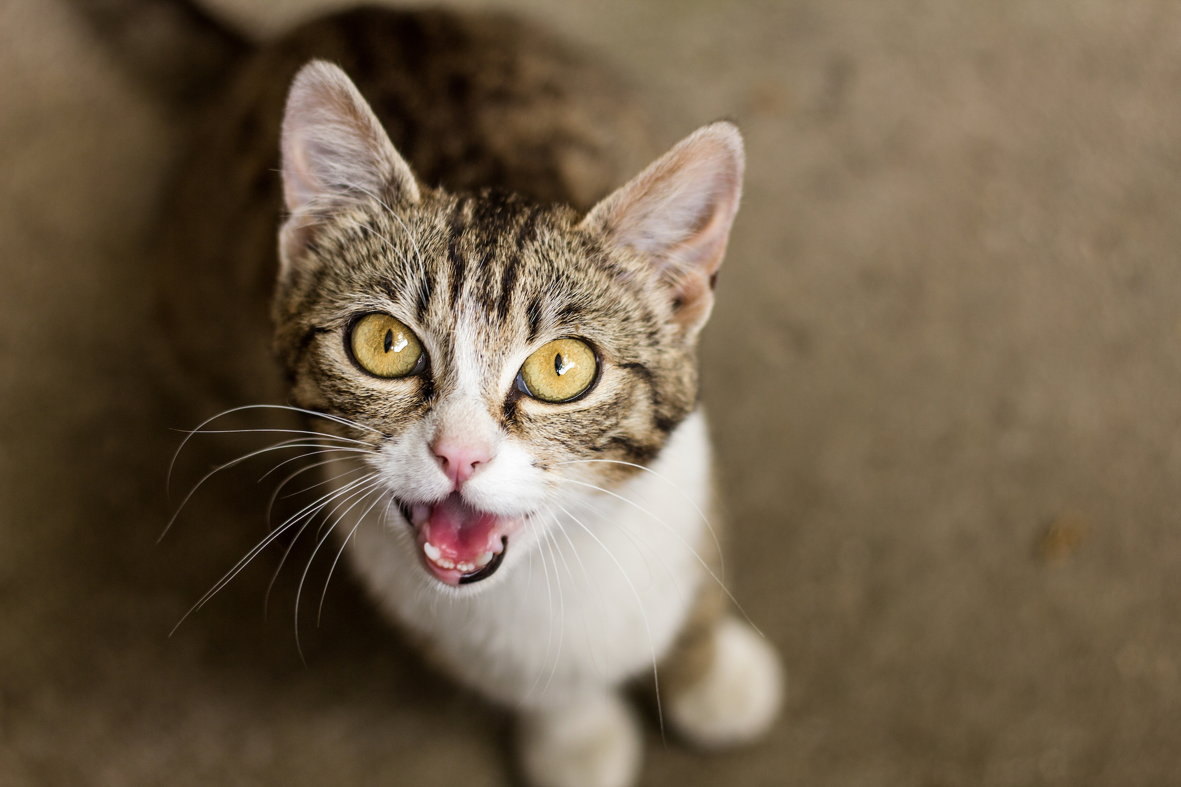 5 Common Cat Noises and What They Mean - All About Cats