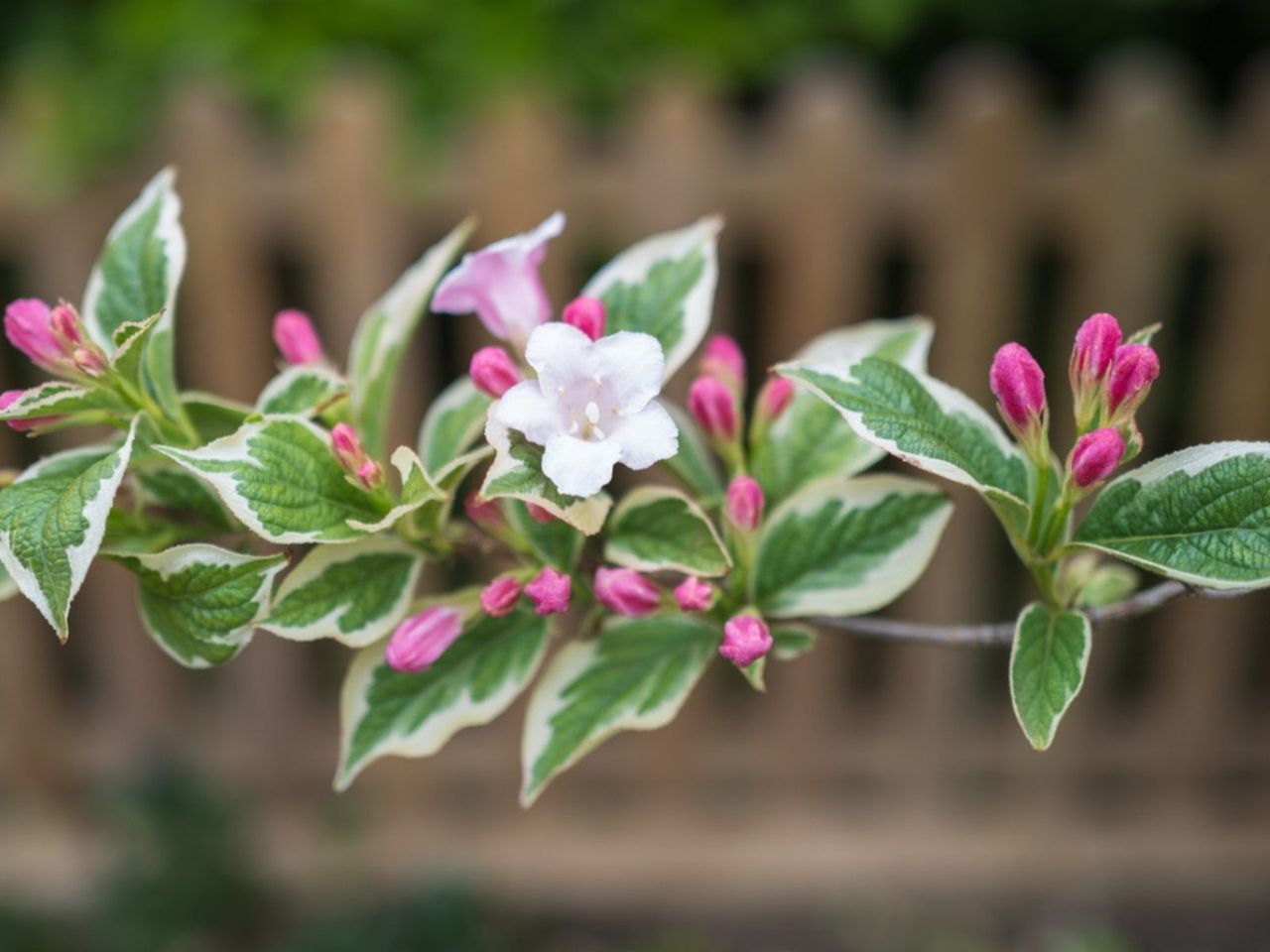 Pink Flowered Variegated Shrub