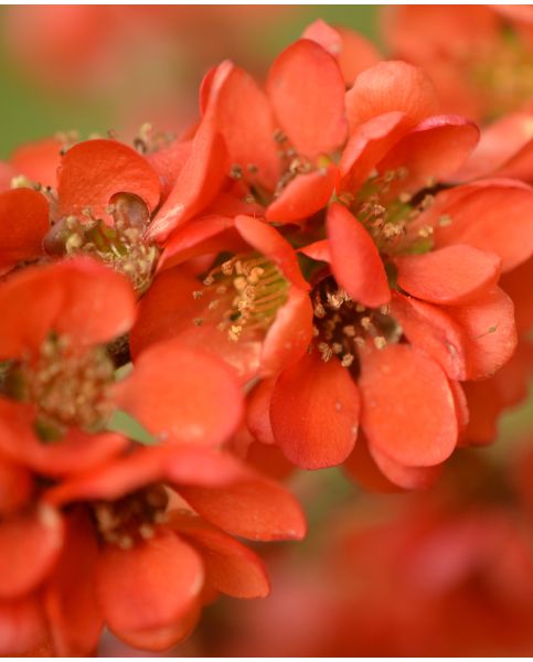 Chaenomeles Japonica Sargentii