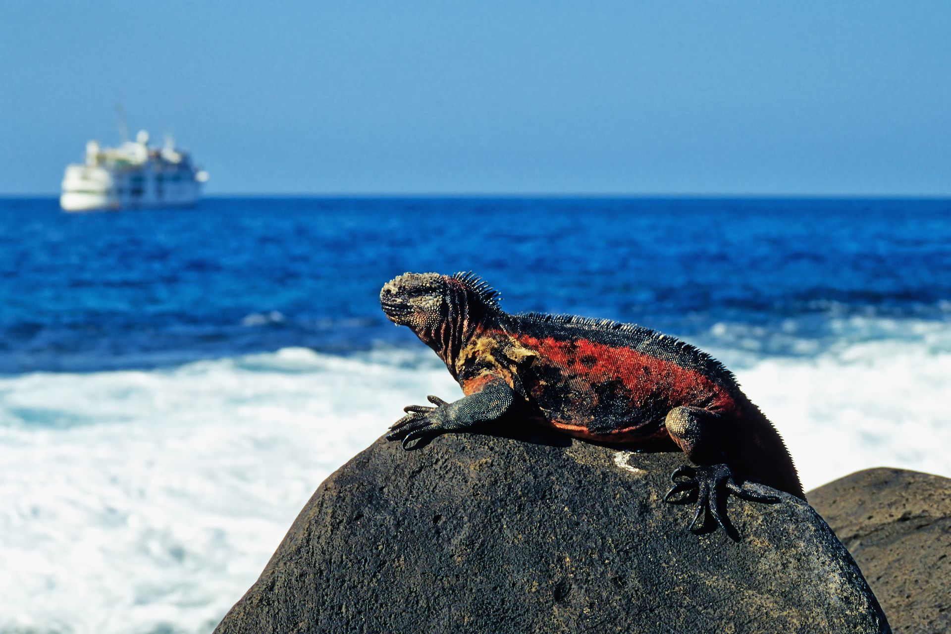 An iguana sits on a rock in the Galapagos with the sea and a cruise ship in the distance.