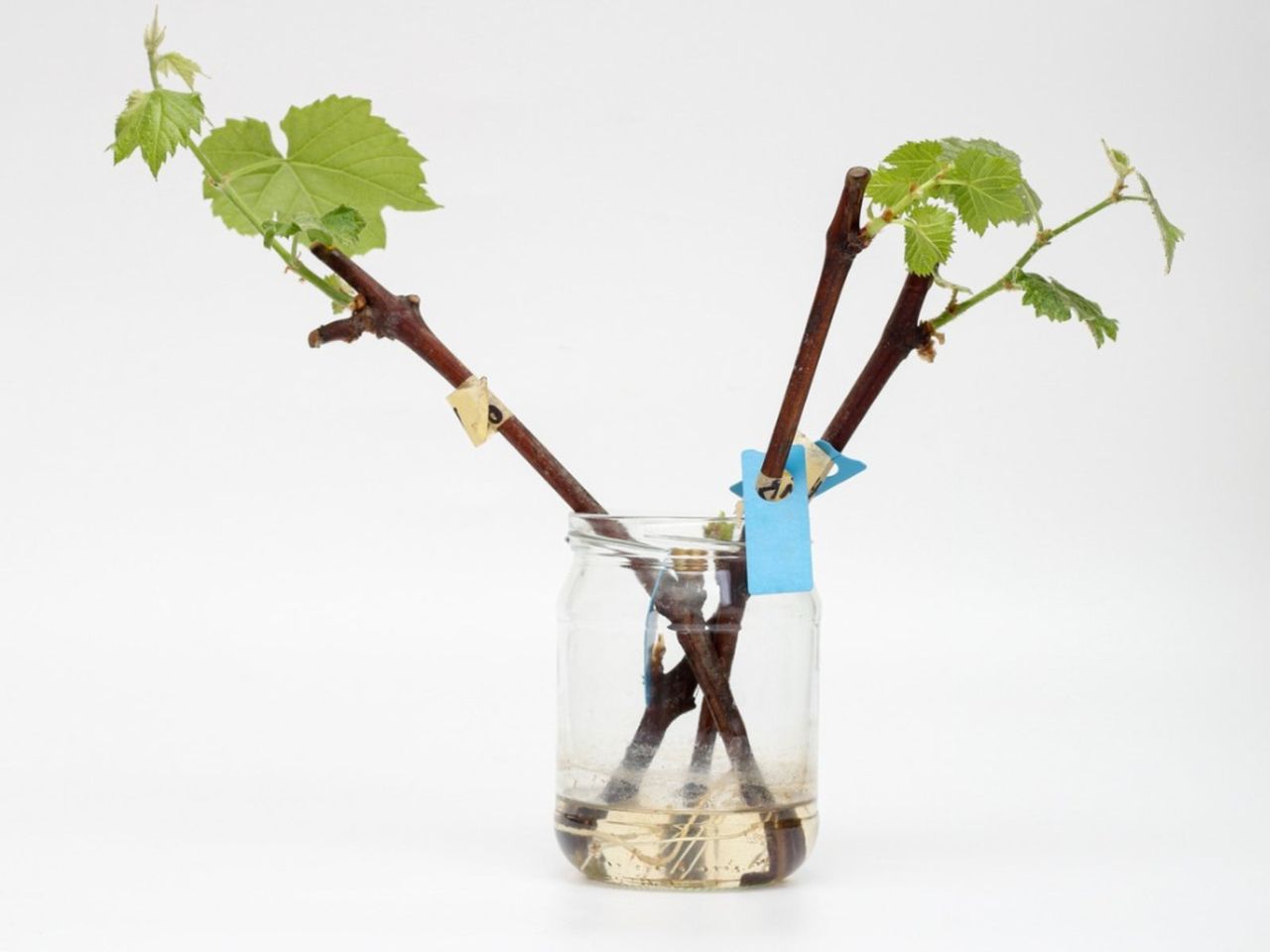 Rooted Grapevines In Jar Of Water