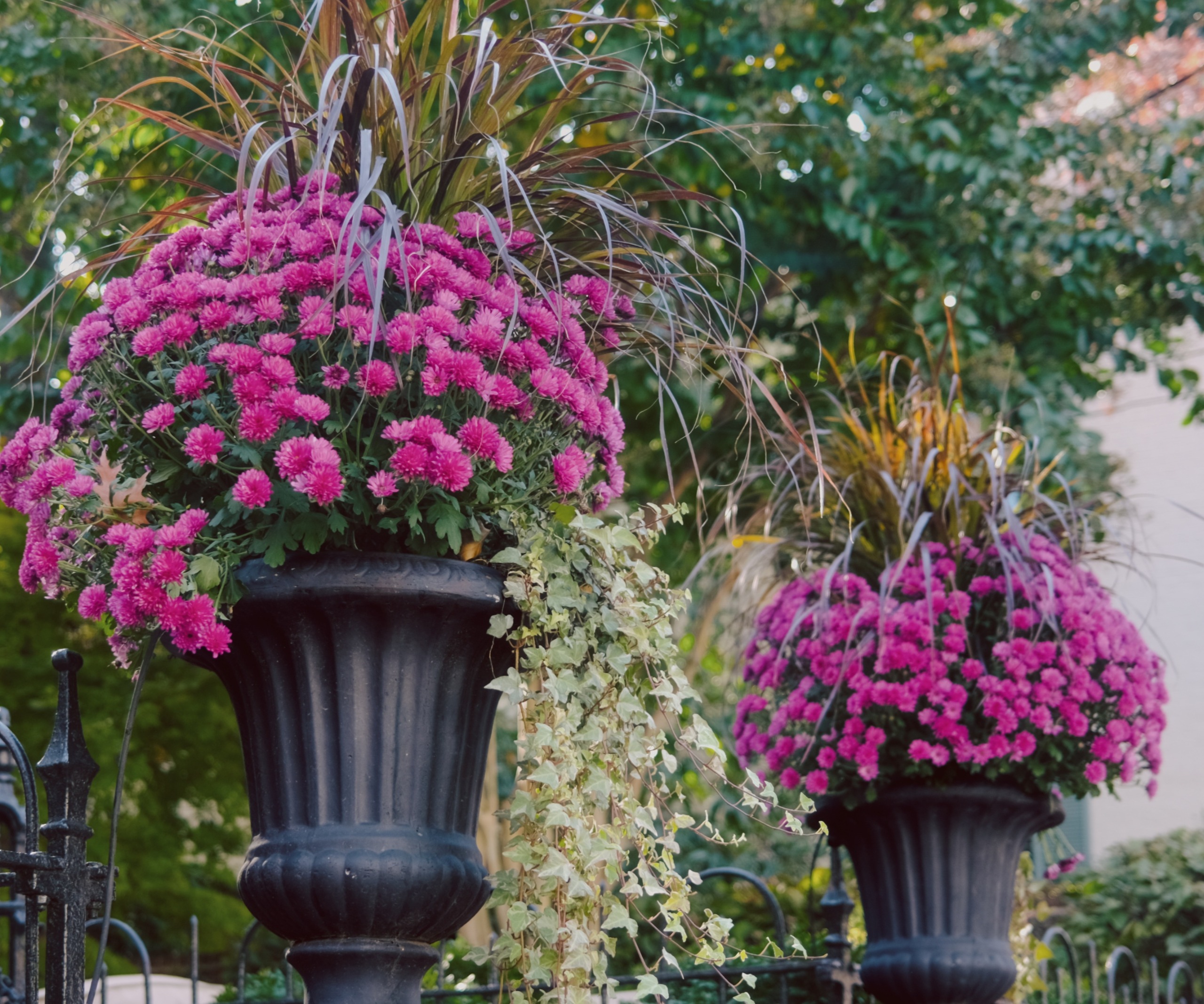 display of potted pink mums and ornamental grasses in urn style pots