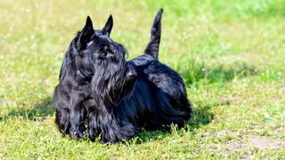 Scottish terrier on grass