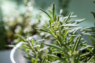 A close up of a rosemary herb plant