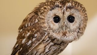 A handheld photo of a rehabilitating Tawny Owl taken at Vale Wildlife Rescue Center in the UK