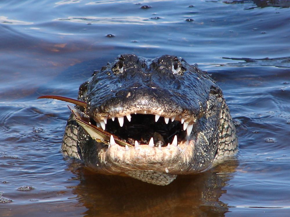 American alligator