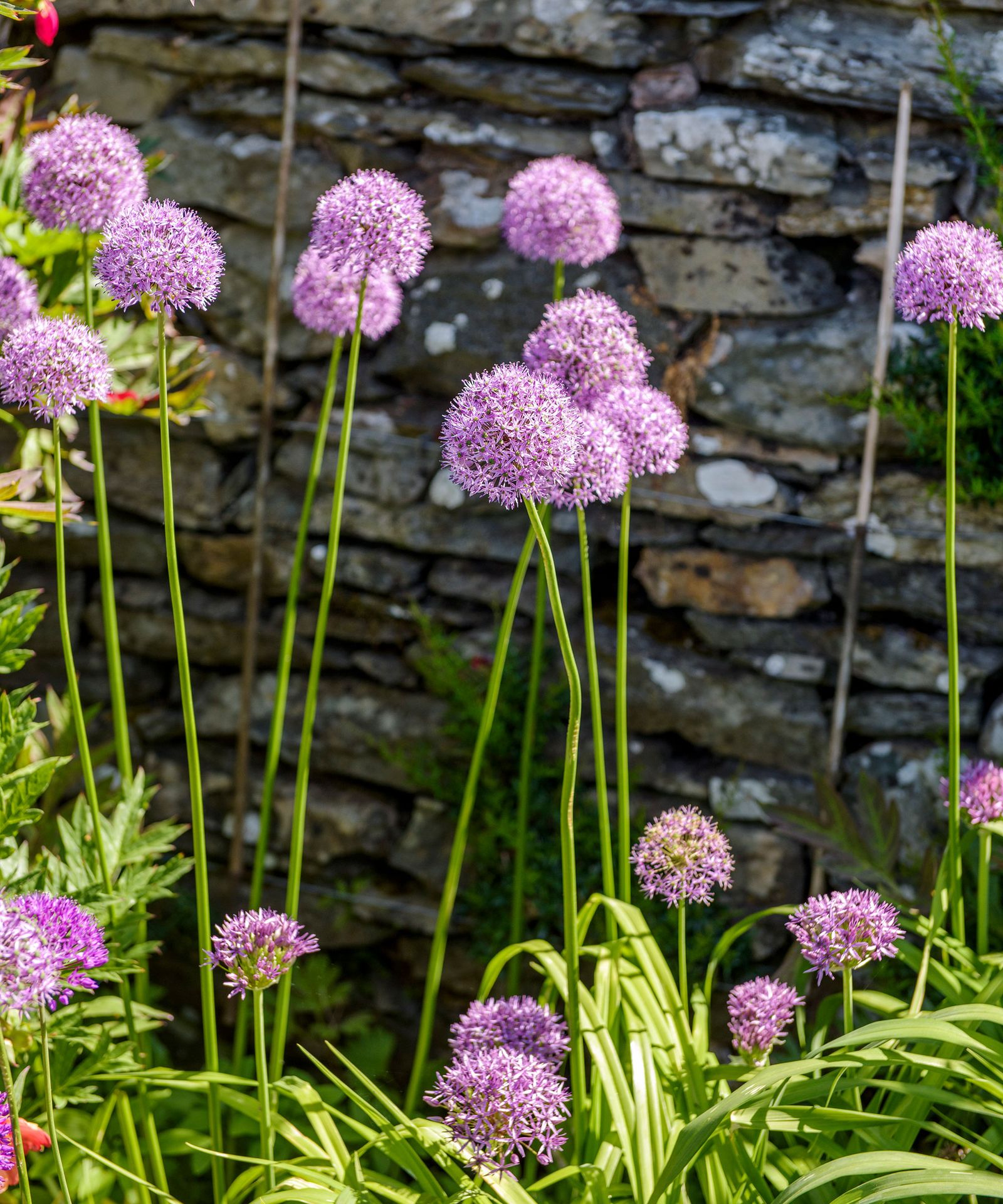 Best rabbit repellent plants 10 plants to grow and help protect your yard Homes & Gardens