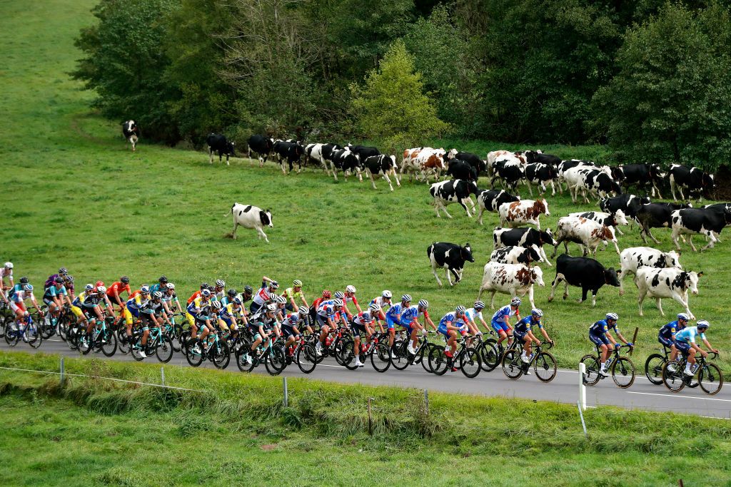 MAMER LUXEMBOURG SEPTEMBER 16 A general view of the peloton competing followed by a group of cows during the 81st SkodaTour De Luxembourg 2021 Stage 3 a 1893km stage from MondorfLesBains to Mamer 300m skodatour skodatour on September 16 2021 in Mamer Luxembourg Photo by Bas CzerwinskiGetty Images