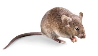 Stock photo of a mouse.