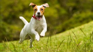 Parson russell terrier running toward camera