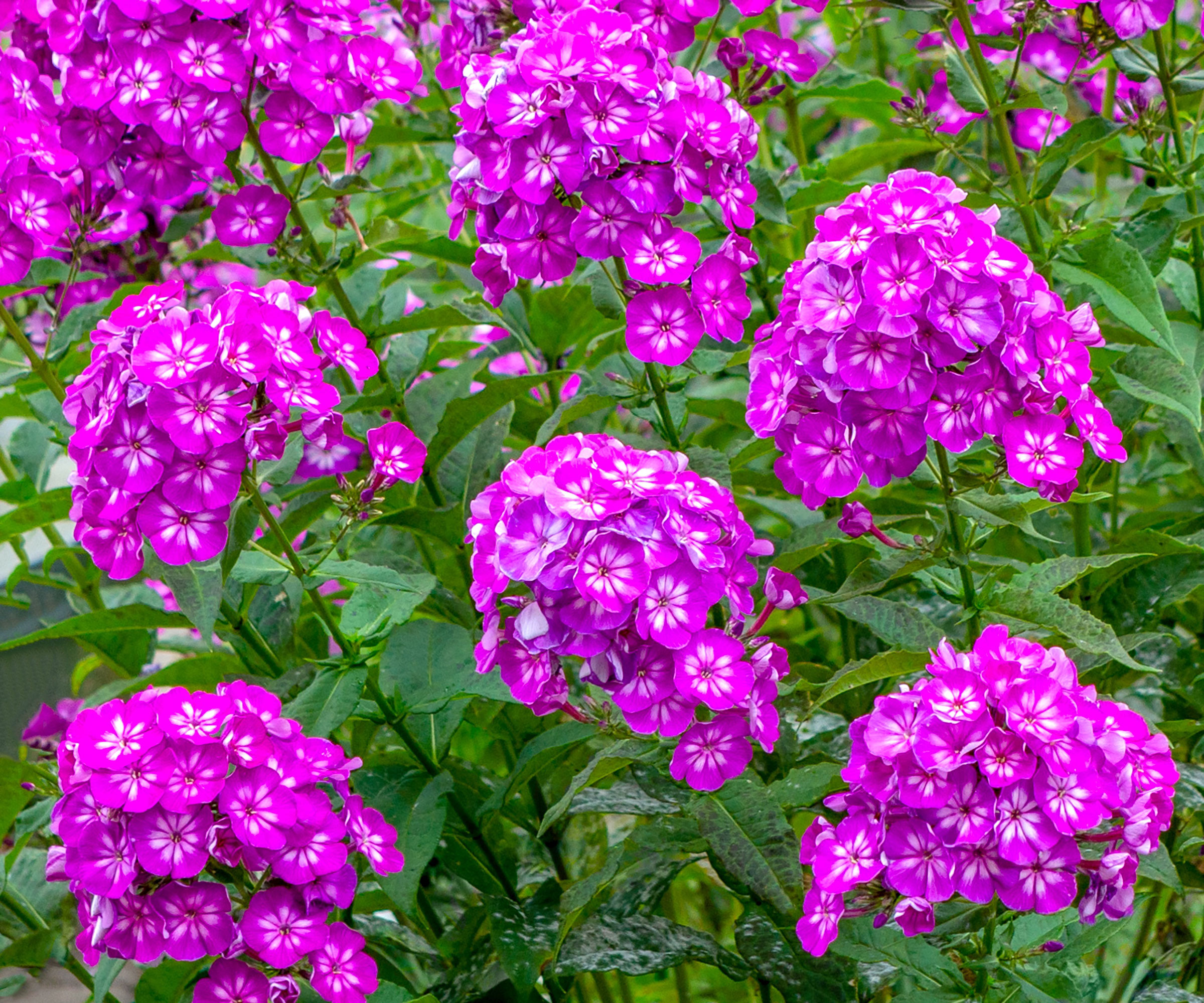 garden phlox showing bright pinky purple heads