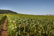 Nuits-St-Georges 2021