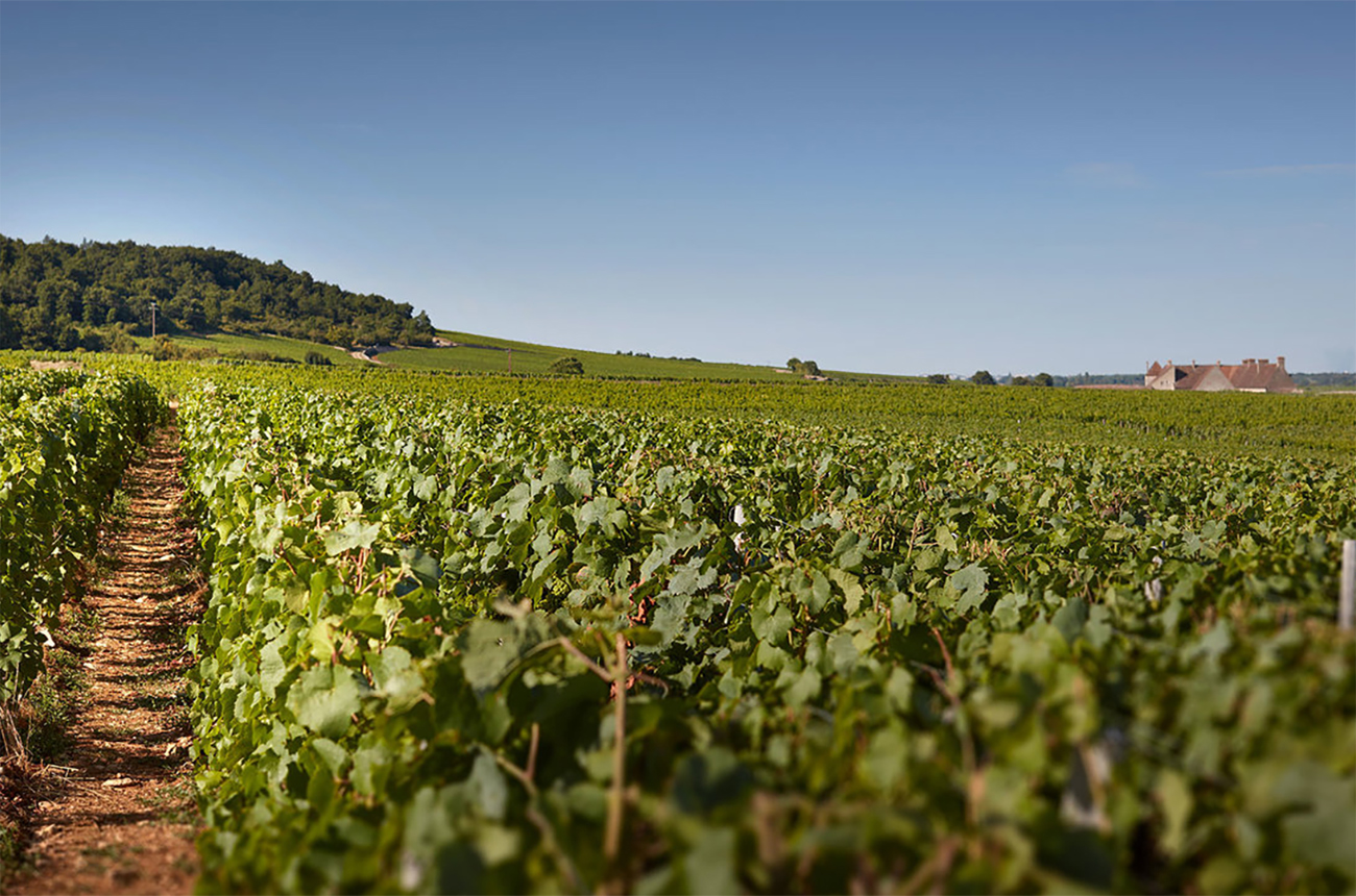 Nuits-St-Georges 2021