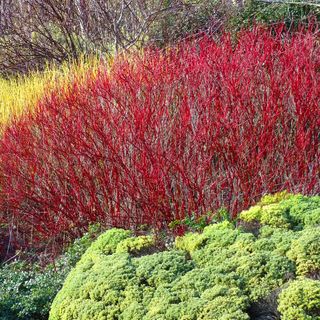 Red Twig Dogwood Shrub Cornus Sericea