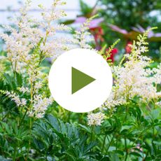 White Astilbe Flowers in Shade
