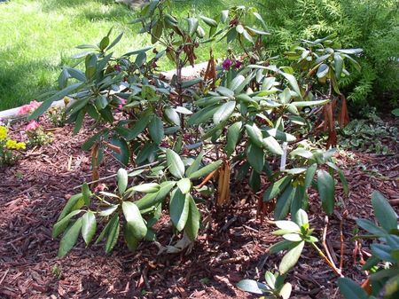 Burnt Environmental Leaf Scorch On Rhododendron Leaves