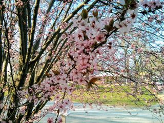 Cherry Blossoms