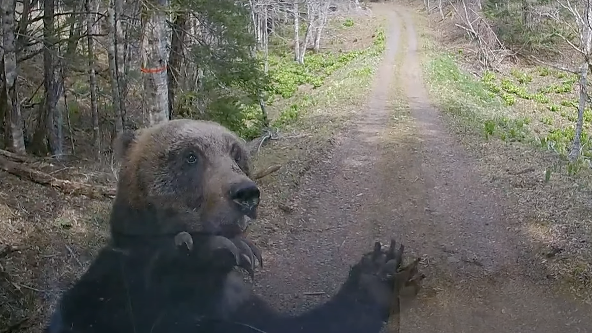 Bear attacks truck in Hokkaido, Japan