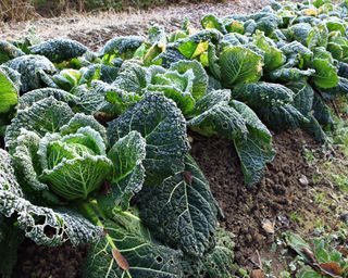 A Savoy cabbage patch with frost