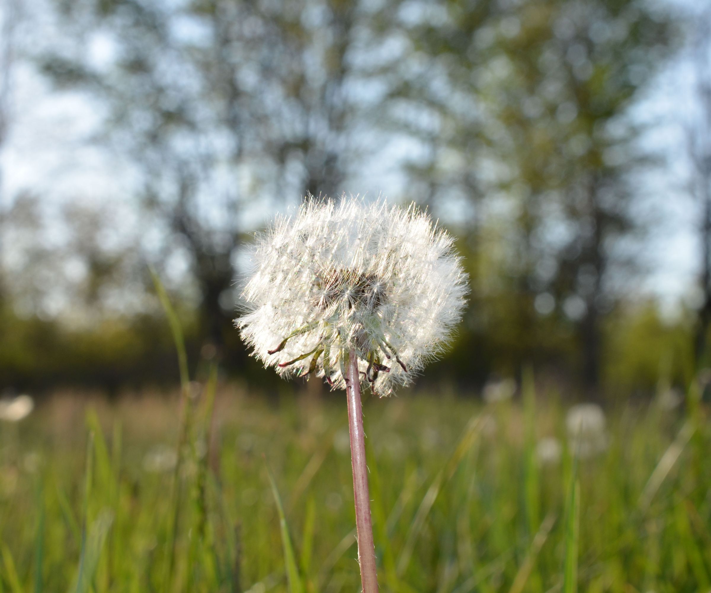 does-vodka-kill-weeds-try-this-household-hack-for-weed-removal