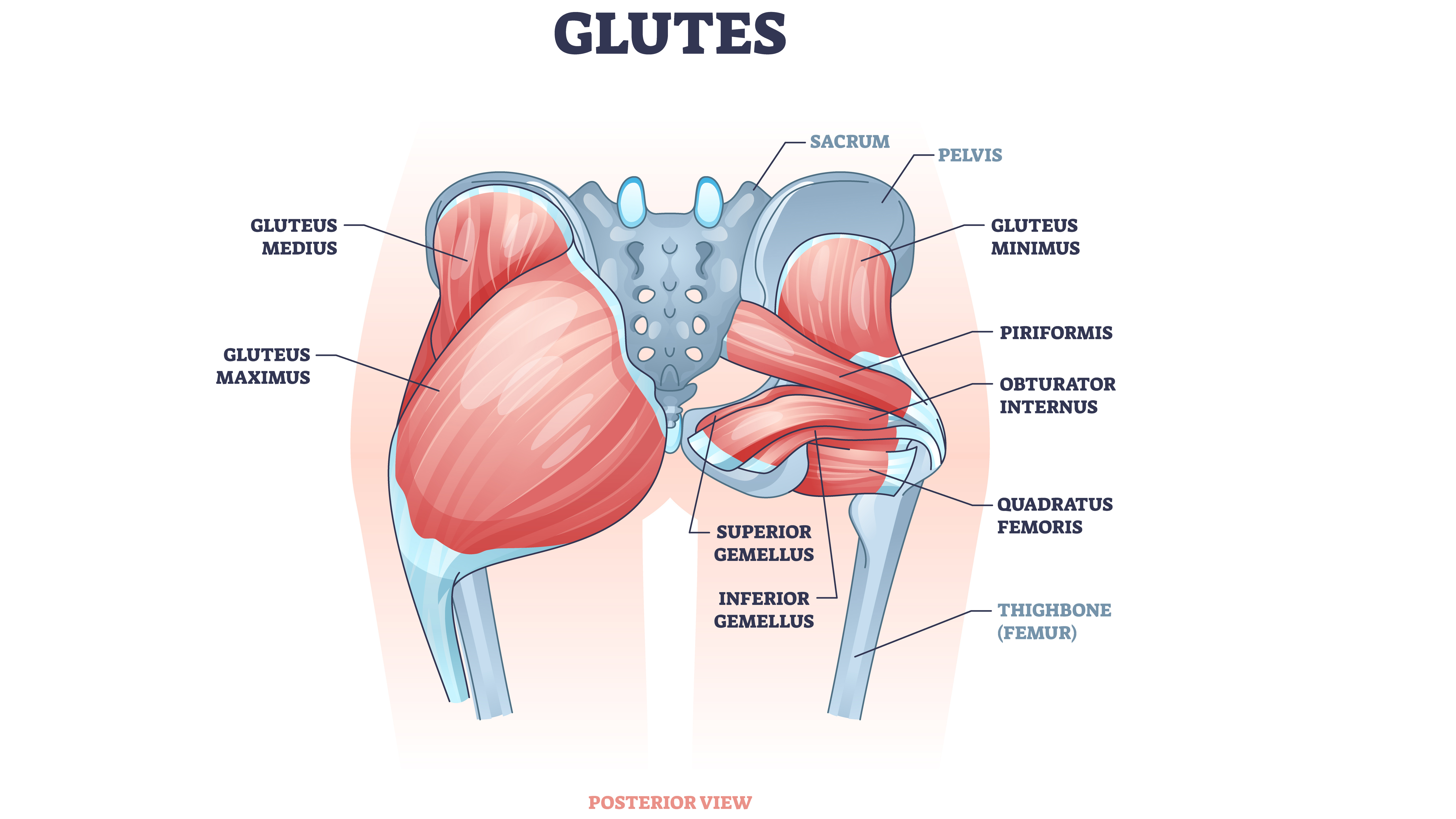 Diagrama de los músculos de los glúteos