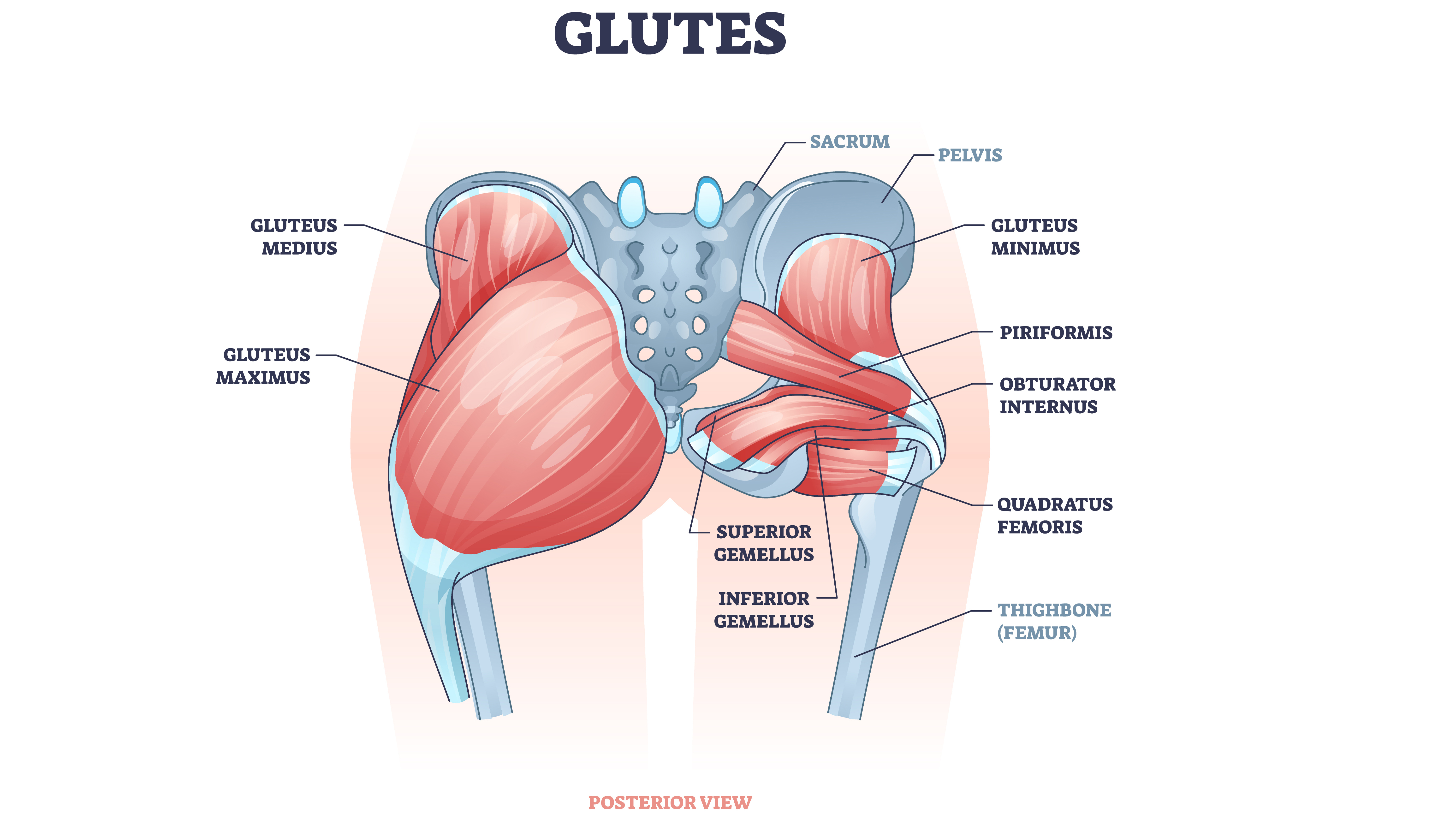 gluteus maximus diagram