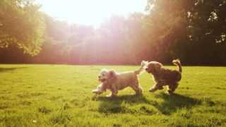 Dogs playing outside