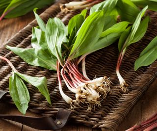 freshly harvested ramps in basket